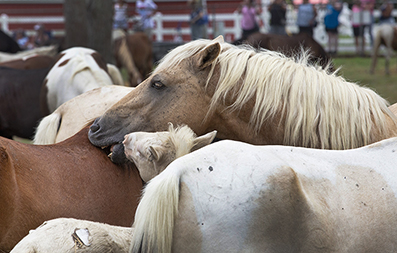 Chincoteague Wild Ponies : Personal Photo Projects : Photos : Richard Moore : Photographer